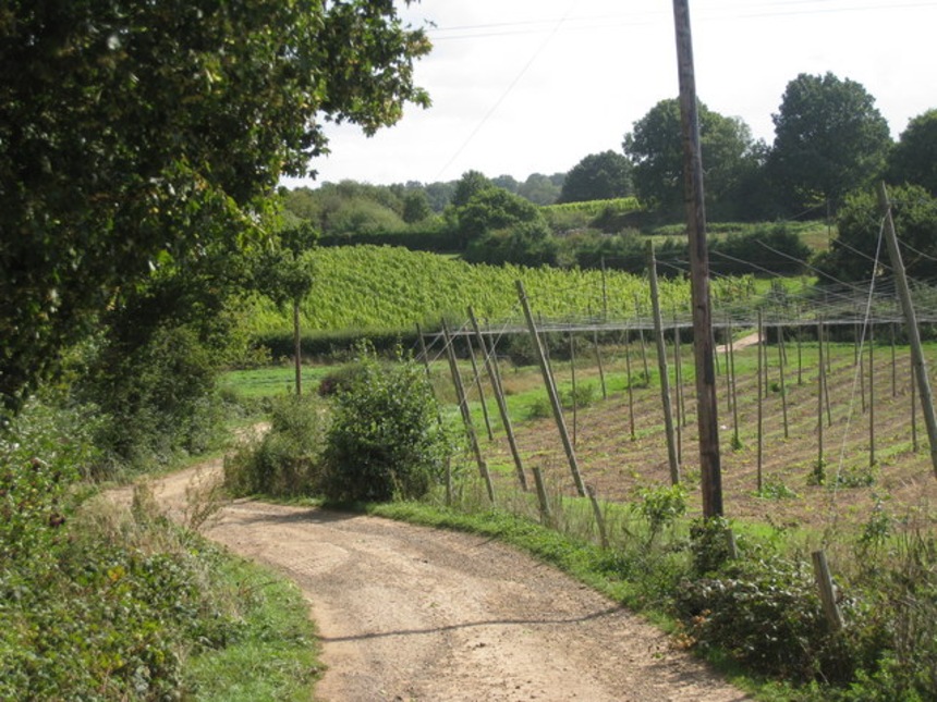 Wine Garden of England, Kent